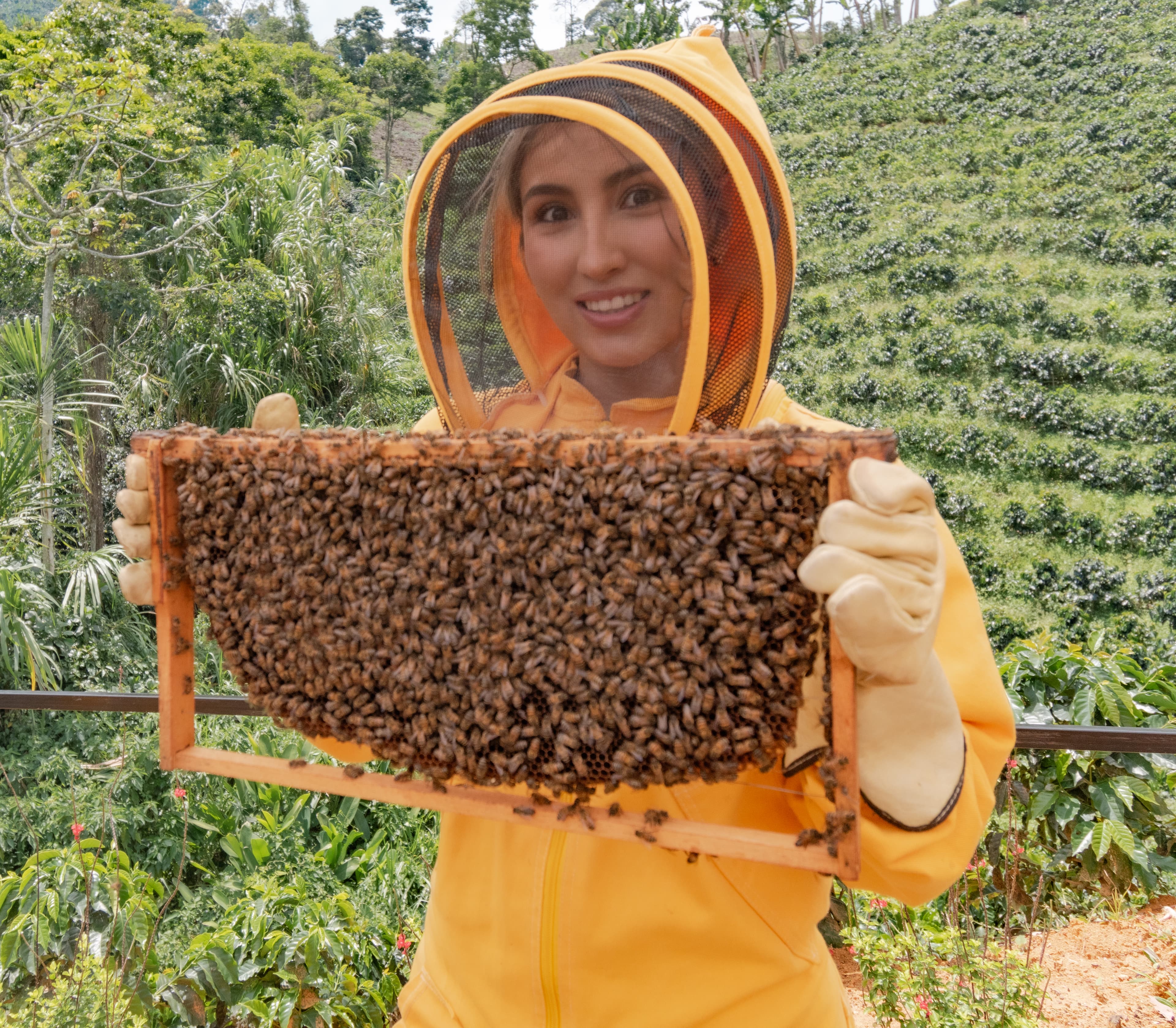 Experiencia de la miel