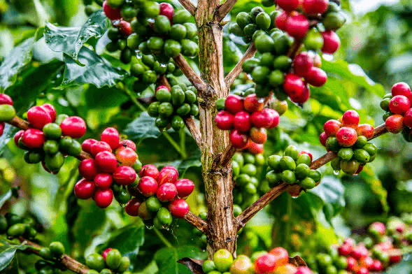Experiencia Cafetera Guatapé