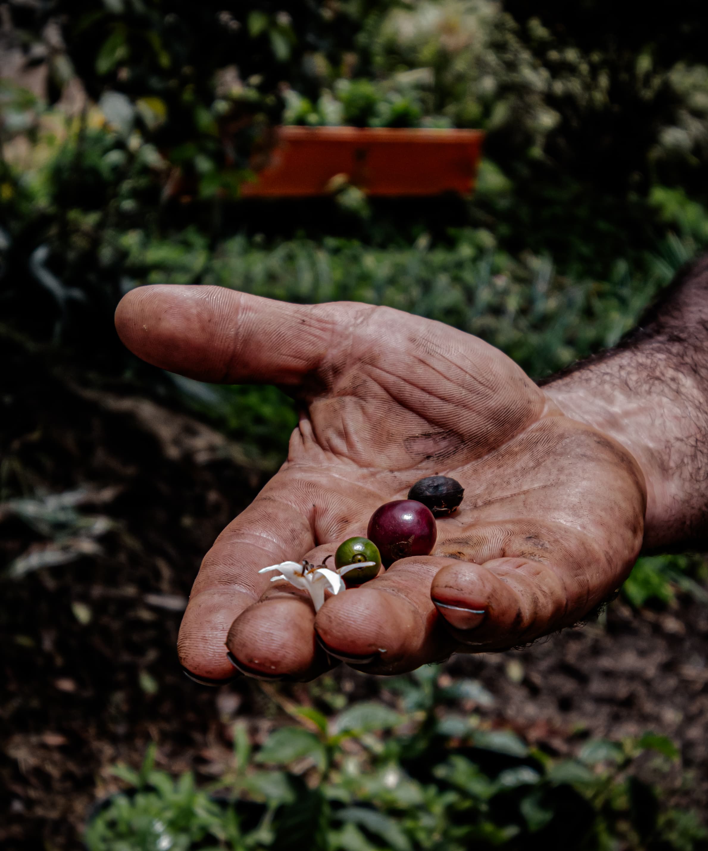 Experiencia Cafetera en Jardín